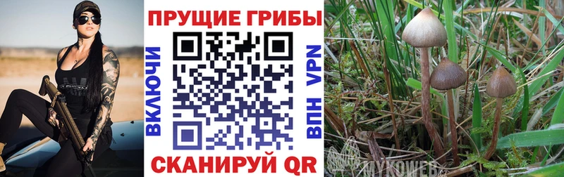 купить наркотик  Луховицы  Псилоцибиновые грибы ЛСД 